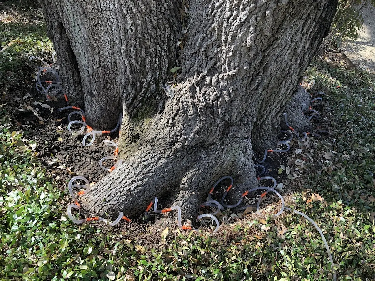 Detailed Tree Cabling and Bracing job site in South Houston