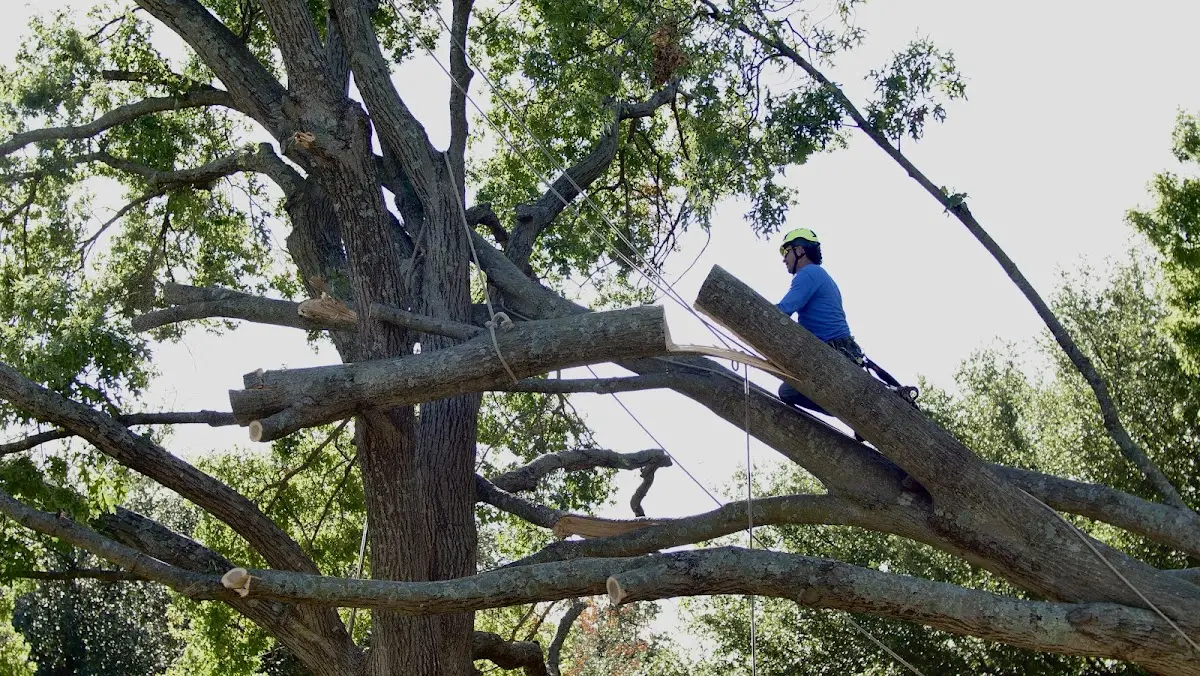 Professional Crown Thinning performed by certified arborists in South Houston