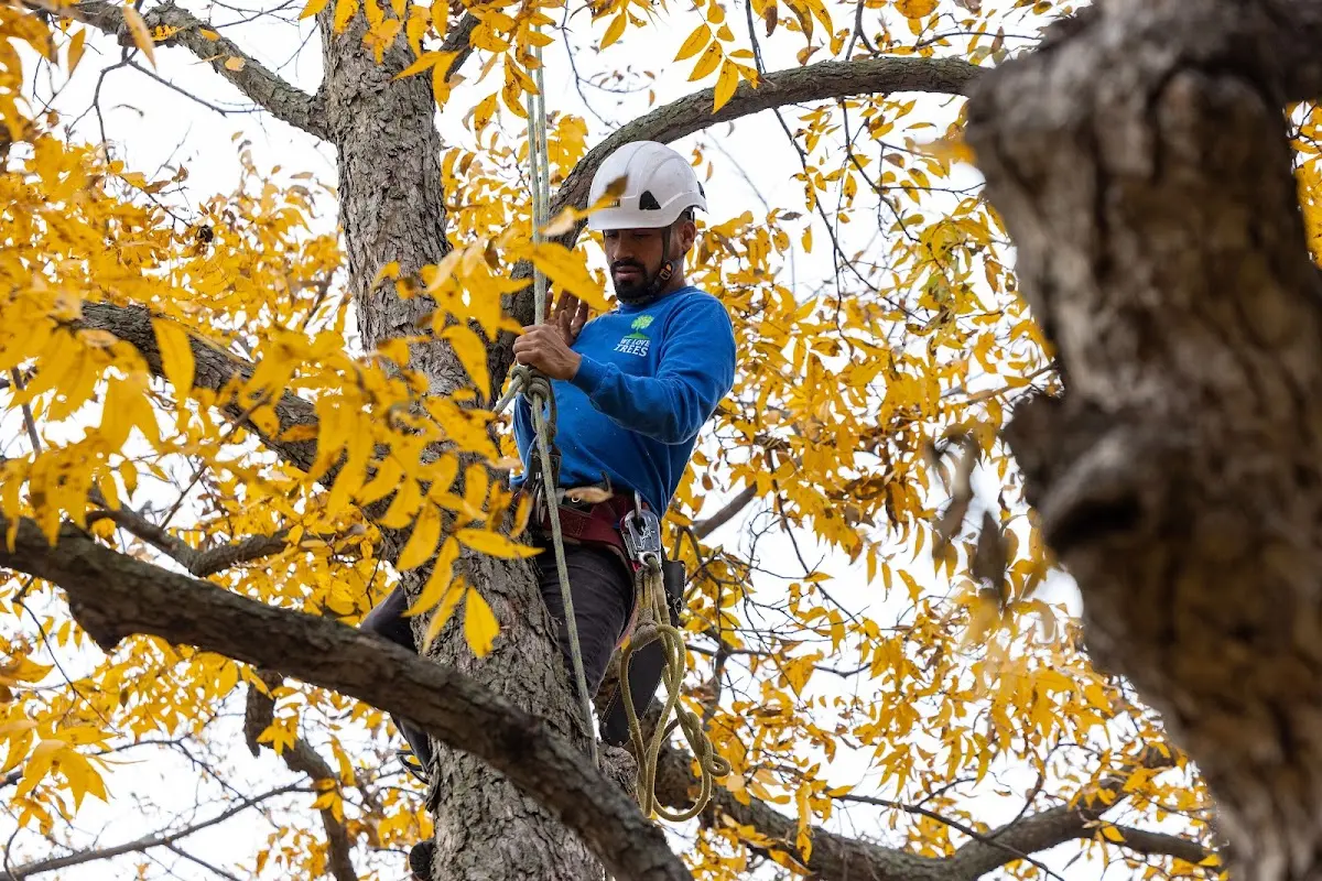 Skilled Tree Pruning crew working in South Houston